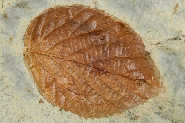 Detailed Fossil Leaf (Celtis) - Montana #262531